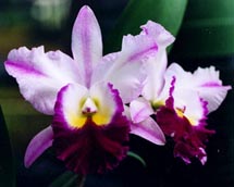 Orchid plants