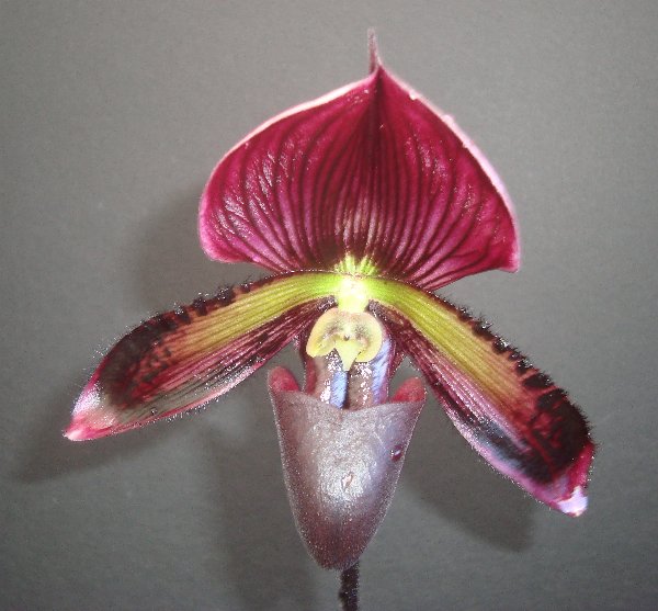 Orchid plants