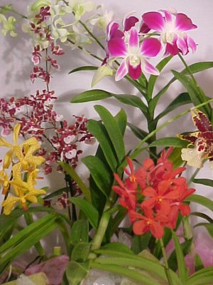 Plant Sampler