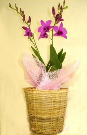 Purple Mini Dendrobium Plant Table Centerpieces