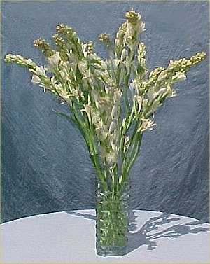 maui tuberose bouquet