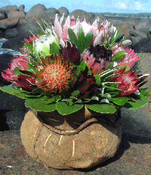 Protea Flowers Hawaii