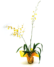 oncidium orchid plants