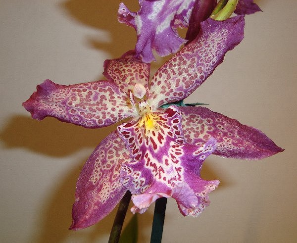 dendrobium orchid plants