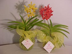 dendrobium orchid plants