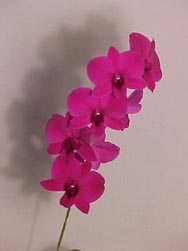 dendrobium orchid plants