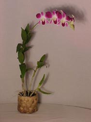 dendrobium orchid plants