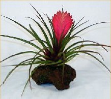 tillandsia plant