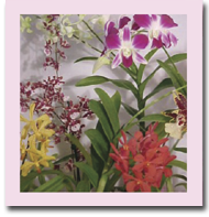 Hawaiian Orchid and Tropical of the Month Clubs