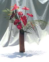 anthuriums